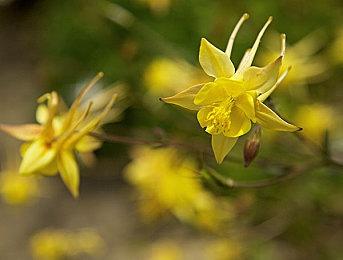 《鬼灭之刃：火之神血风谭》新冒险模式预告片 上弦之叁“猗窝座”登场